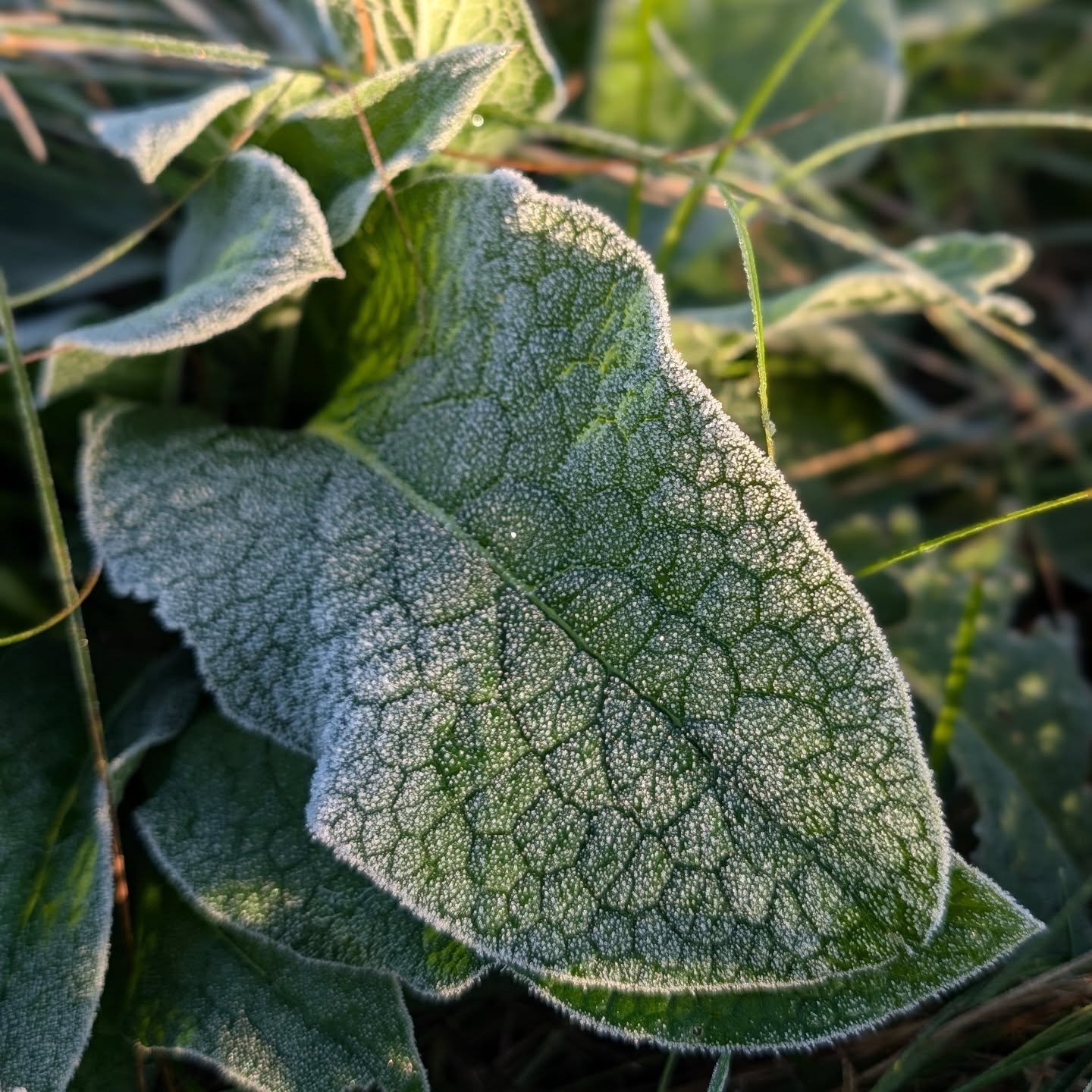 First frost of the season, earlier than typical so far.
