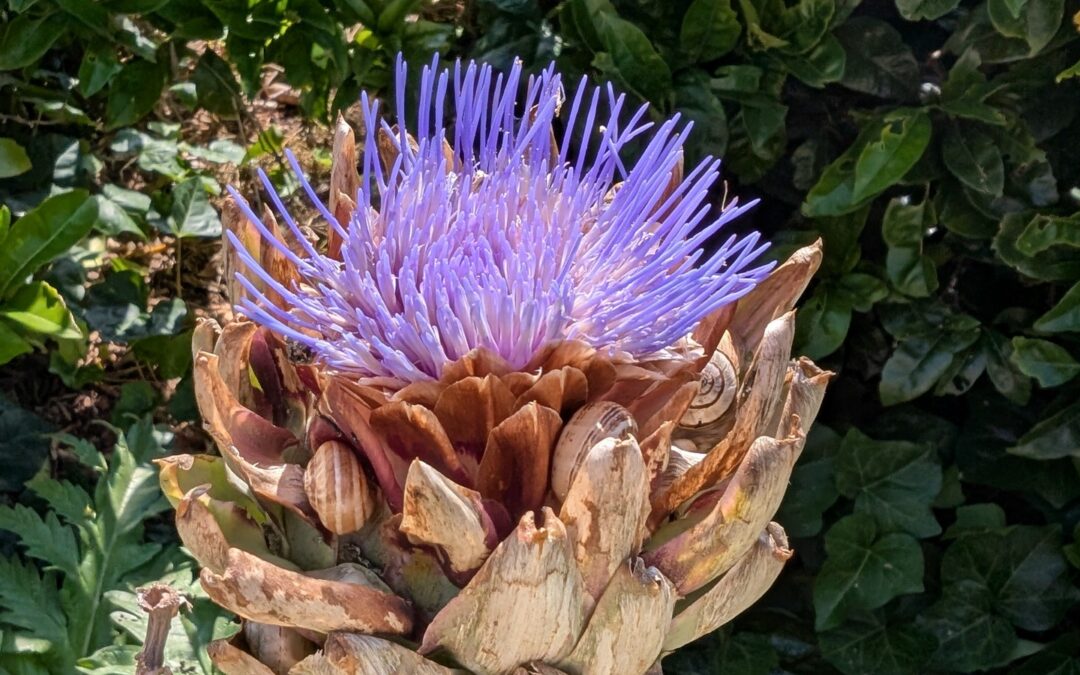 One flower, countless snails… we need more ducks!