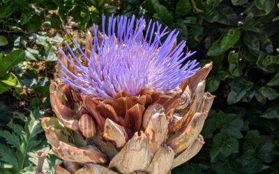 One flower, countless snails… we need more ducks!