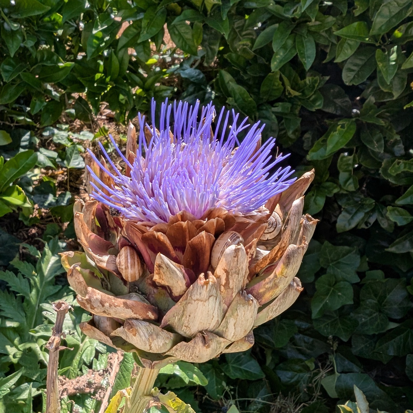 One flower, countless snails… we need more ducks!
