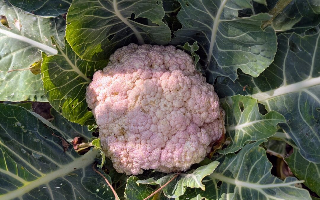 Powered by ducks, approved by snails.