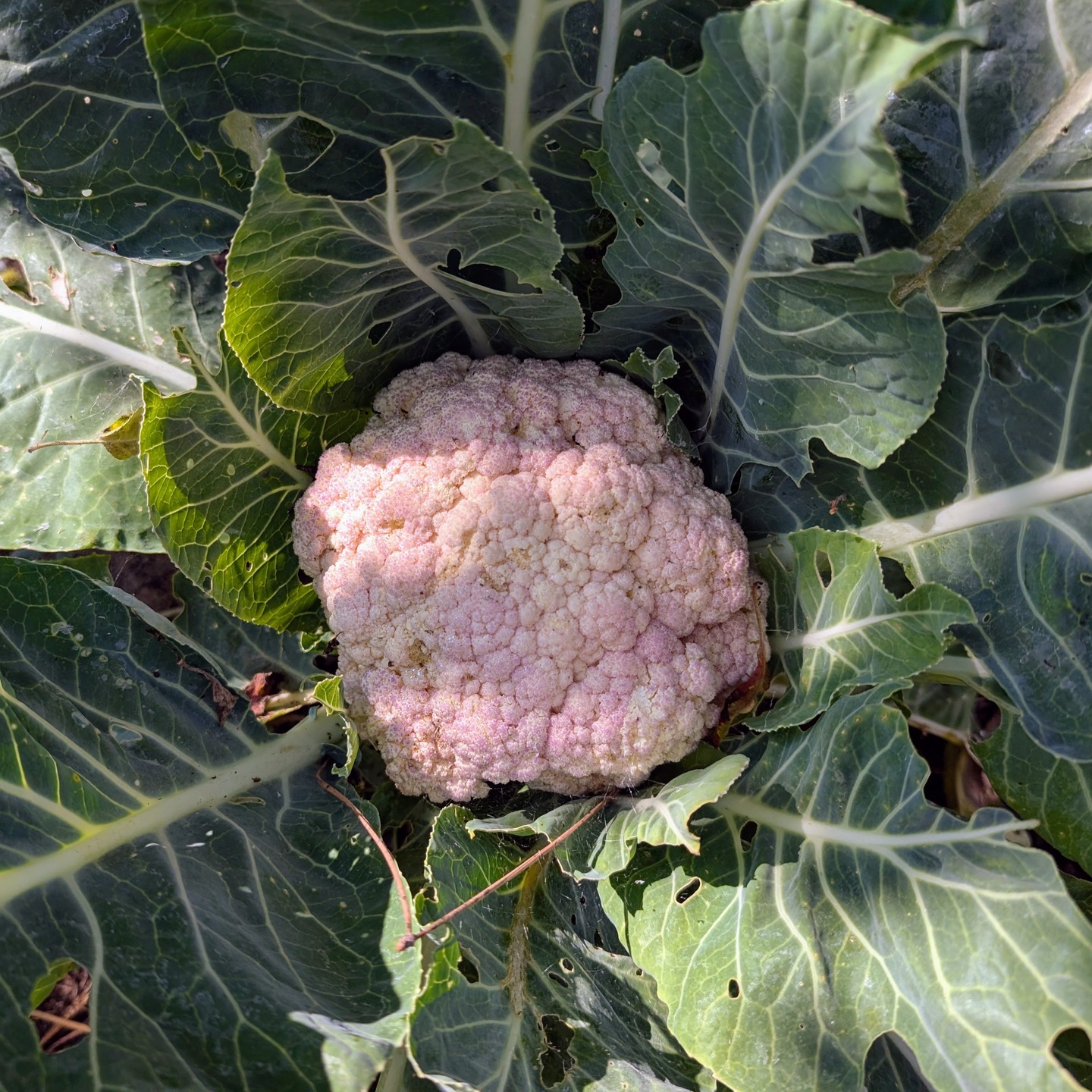 Powered by ducks, approved by snails.