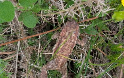 Found this fella on my walk this morning 🐸