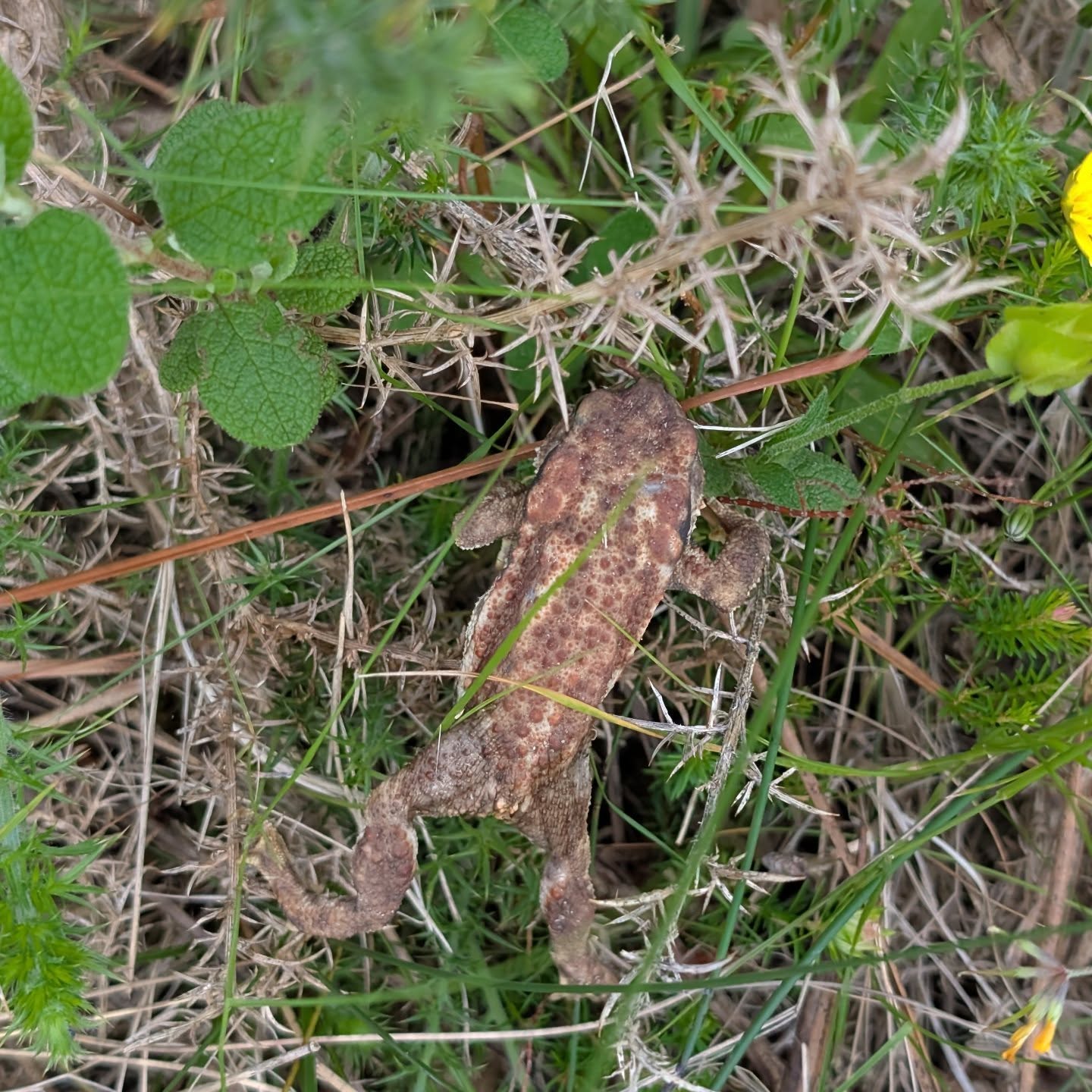 Found this fella on my walk this morning 🐸