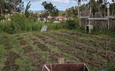 Mulched the comfrey with grass clippings.