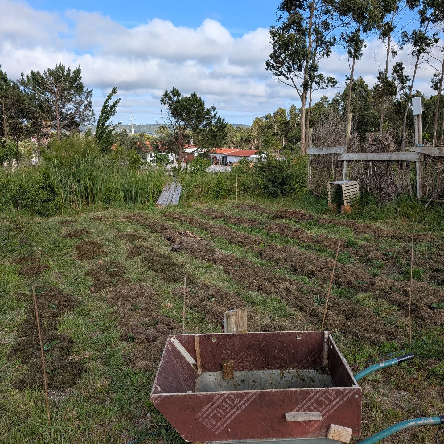 Mulched the comfrey with grass clippings.