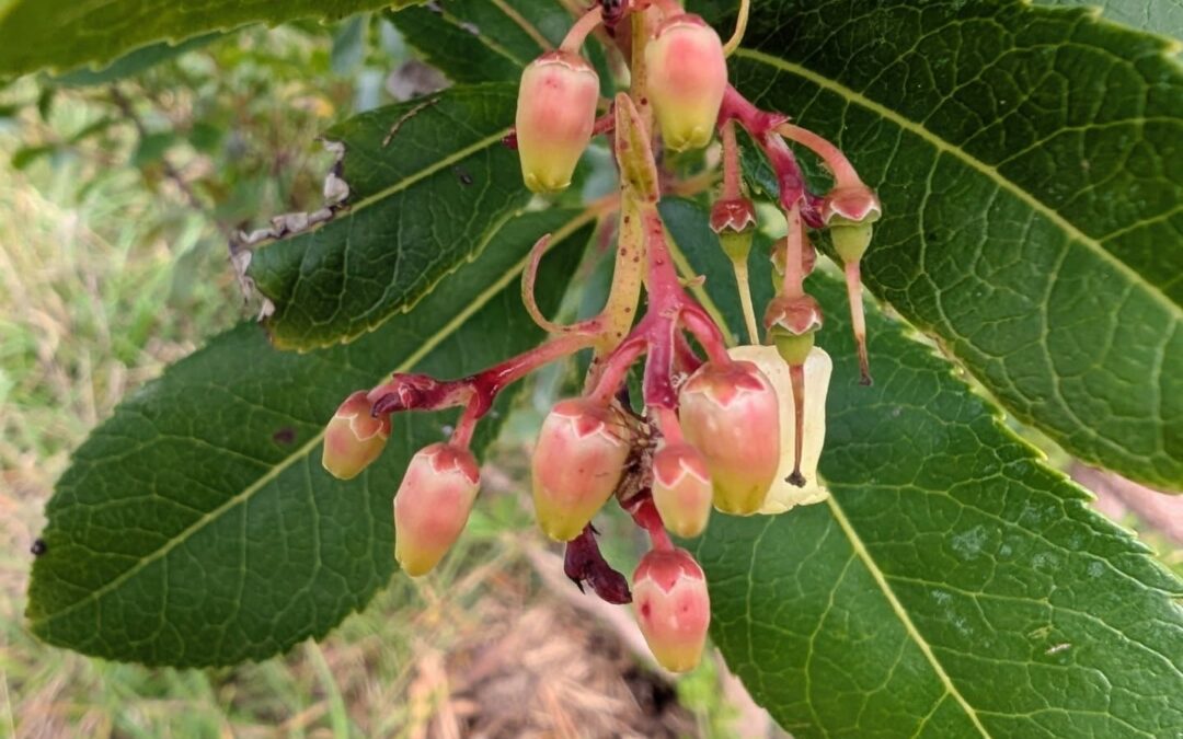 As time goes by, the garden starts to mature a little and more pants are growing, and fruiting. For the first time, the garden looked green and healthy after the Summer, we had more quantity and variety of fruits, strawberry tree is flowering for the first time and the saffron came back unannounced 💖
