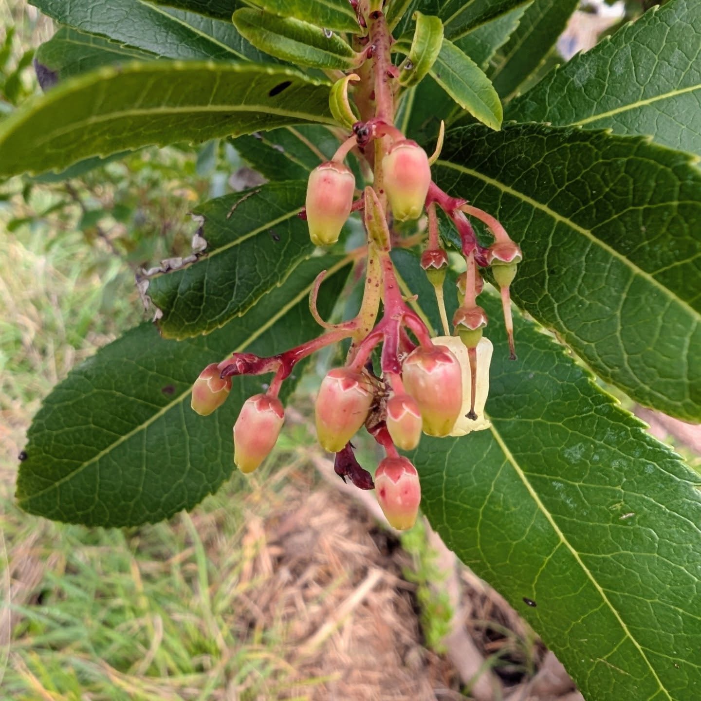 As time goes by, the garden starts to mature a little and more pants are growing, and fruiting. For the first time, the garden looked green and healthy after the Summer, we had more quantity and variety of fruits, strawberry tree is flowering for the first time and the saffron came back unannounced 💖