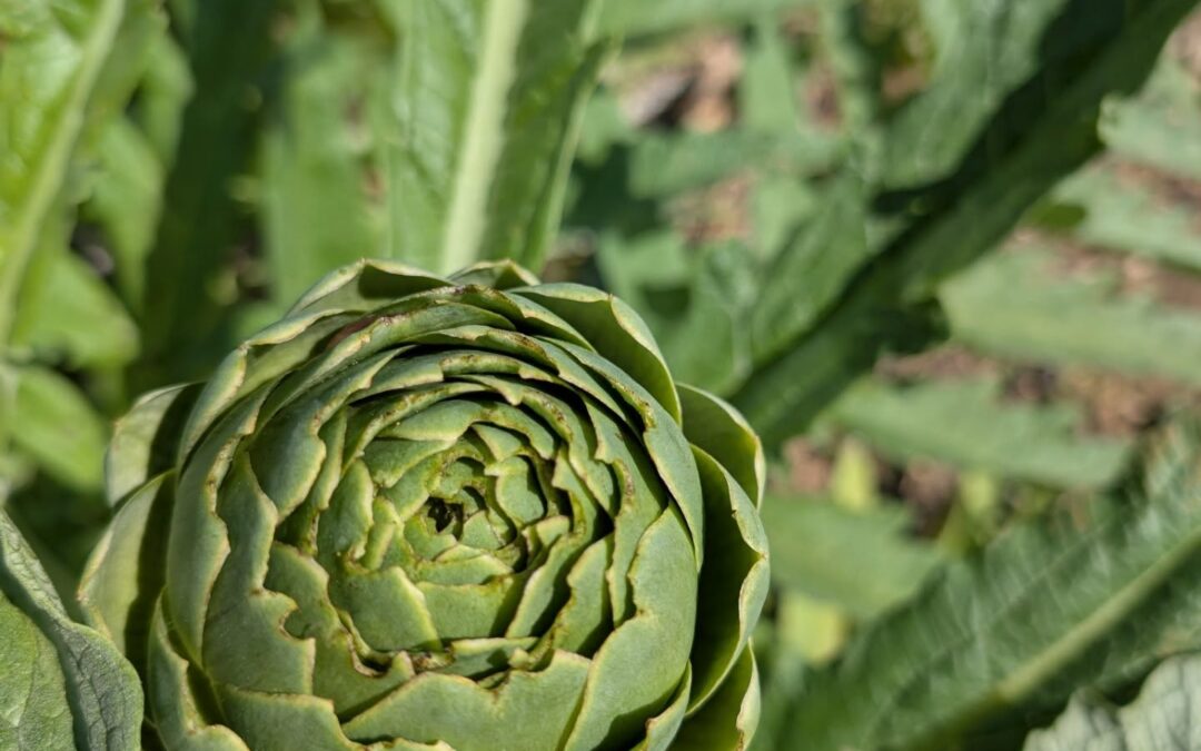A few of the flowers in bloom at the moment.
