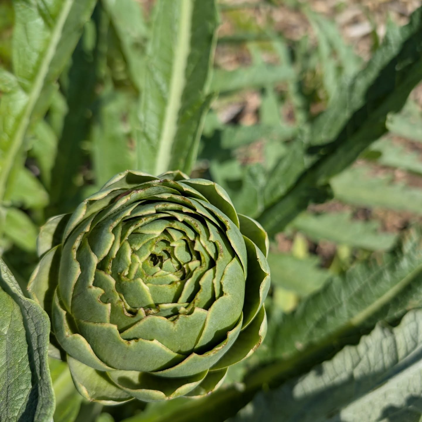 A few of the flowers in bloom at the moment.