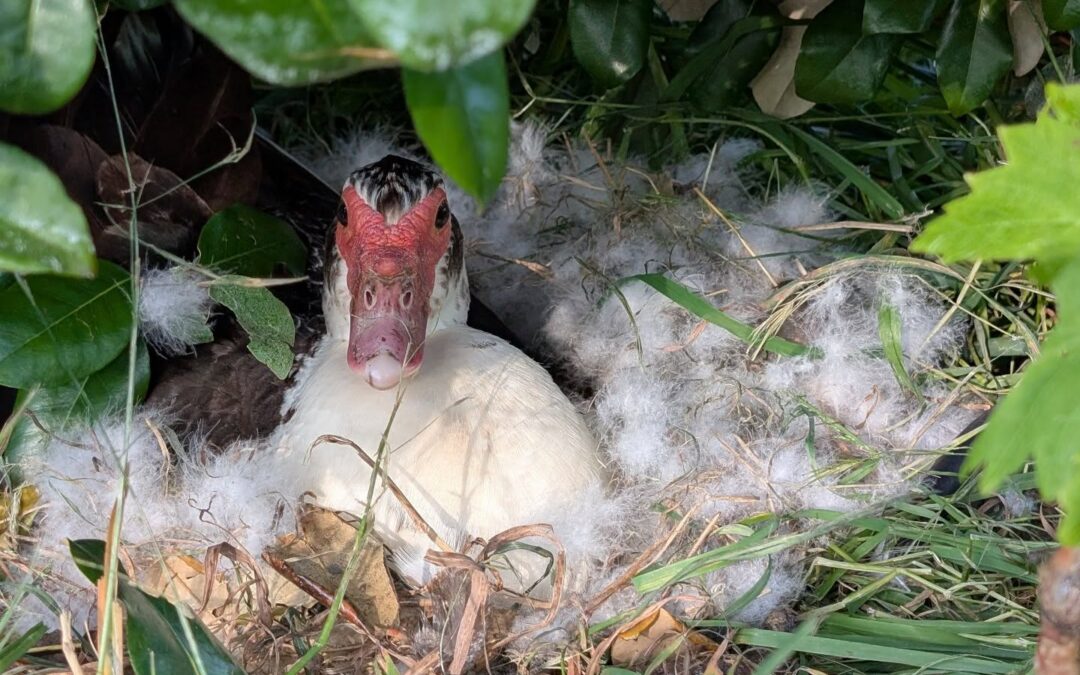 One of the ducks left the forage age to find the perfect spot to make a nest. She’s really broody and made a wonderful nest for her future family. Who cares if we didn’t plan on expanding the flock? Not her, clearly.