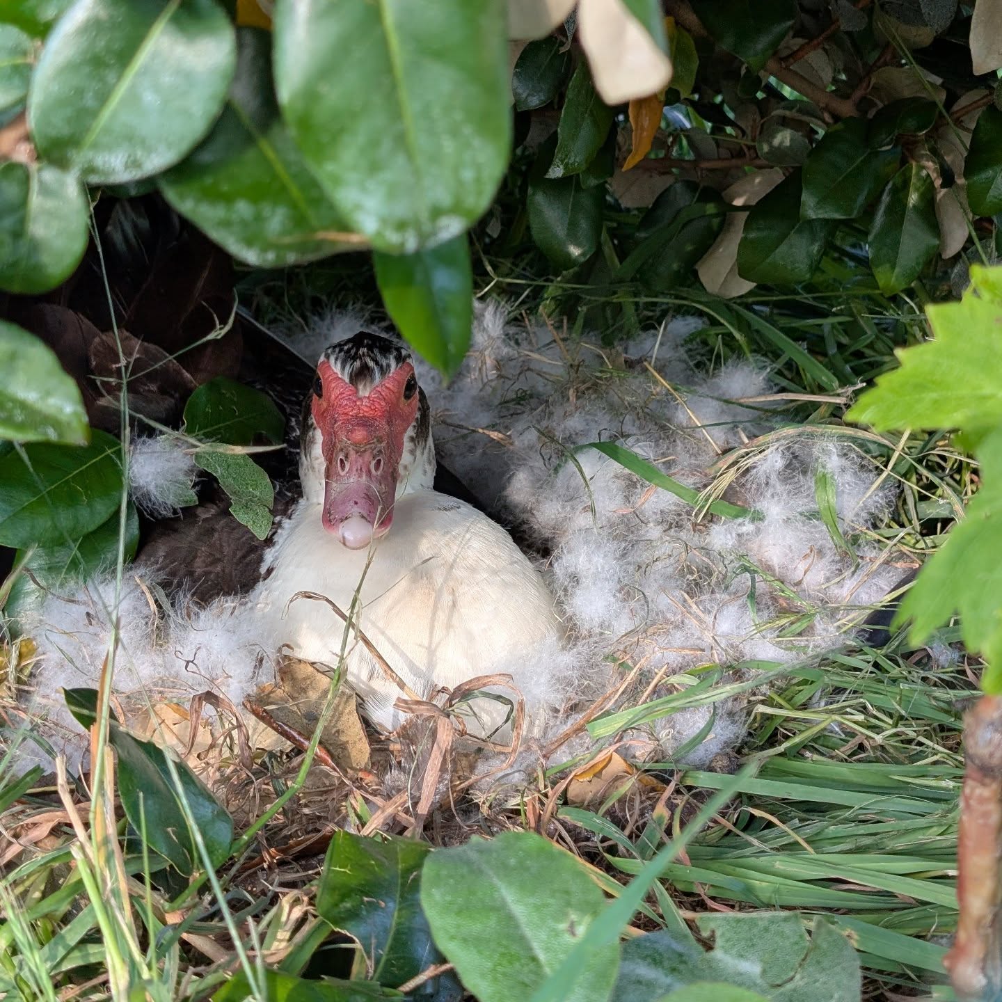 One of the ducks left the forage age to find the perfect spot to make a nest. She’s really broody and made a wonderful nest for her future family. Who cares if we didn’t plan on expanding the flock? Not her, clearly.