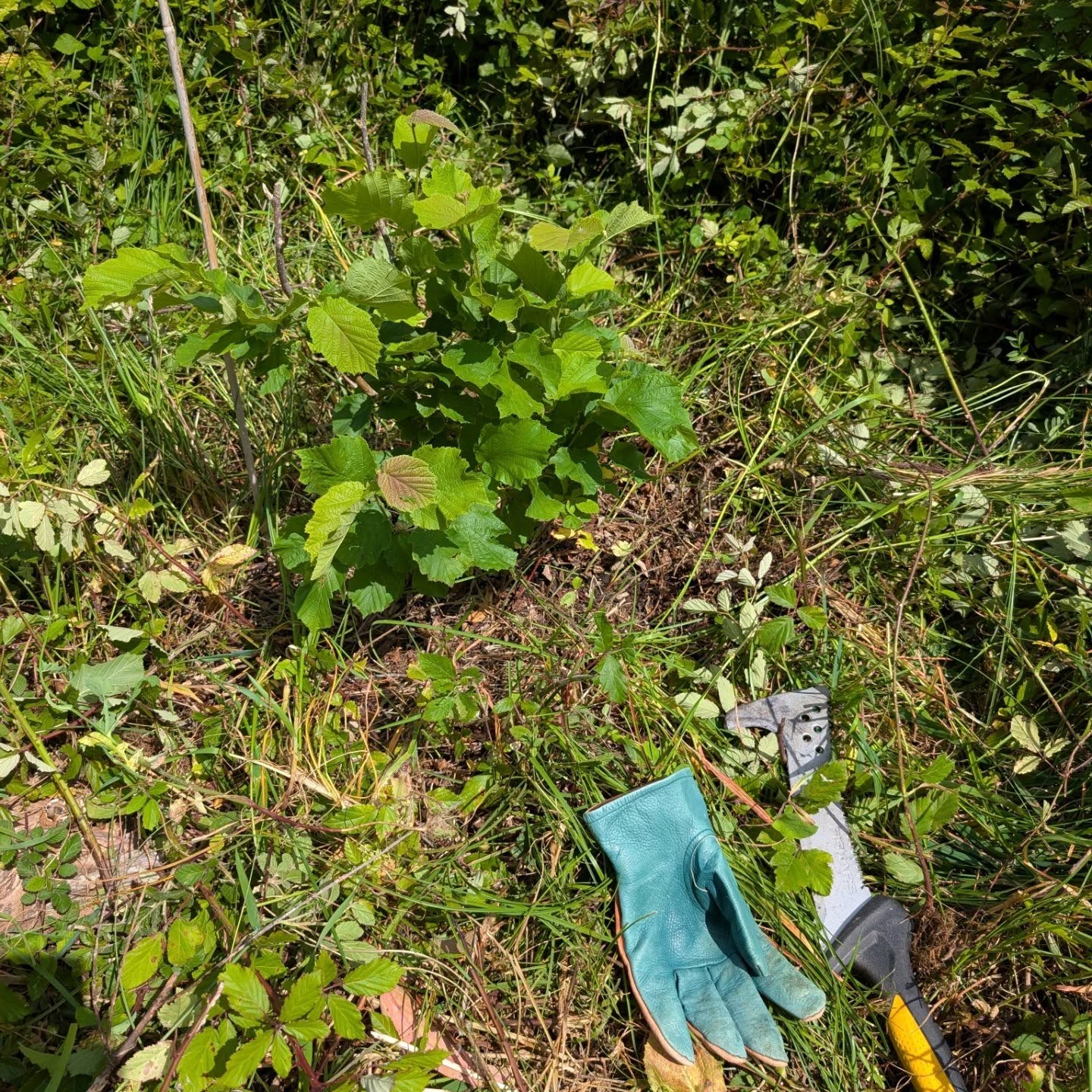 Cleaning the “nutty corner” in zone 3.