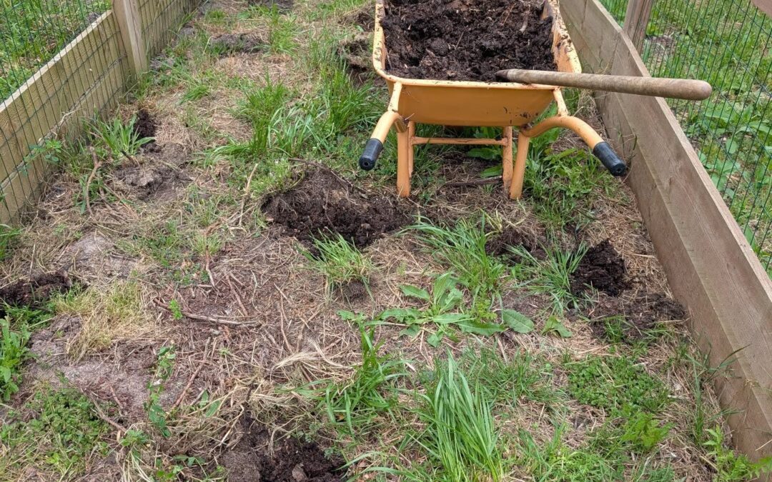 Planting squash in two of the nursery paddocks.