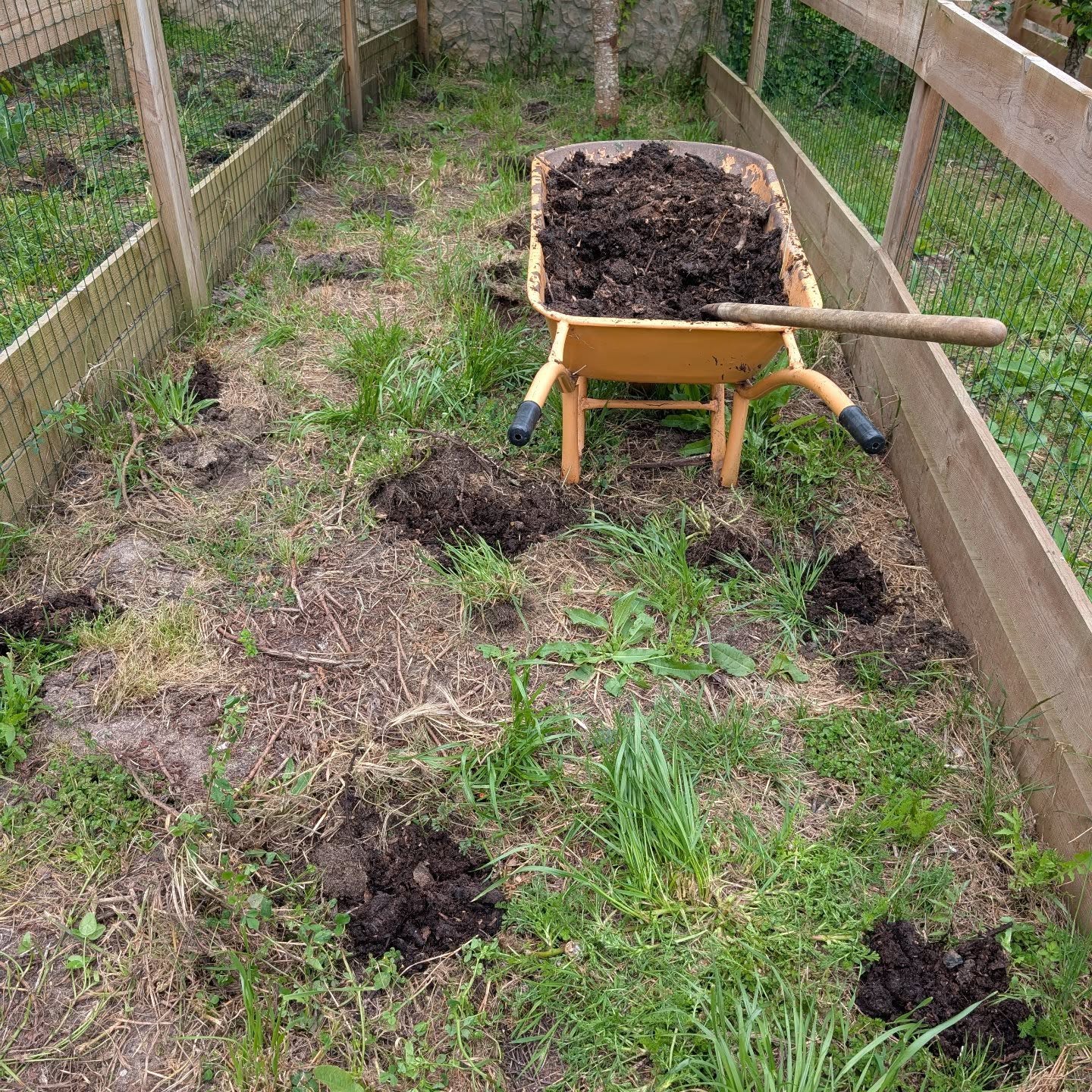 Planting squash in two of the nursery paddocks.