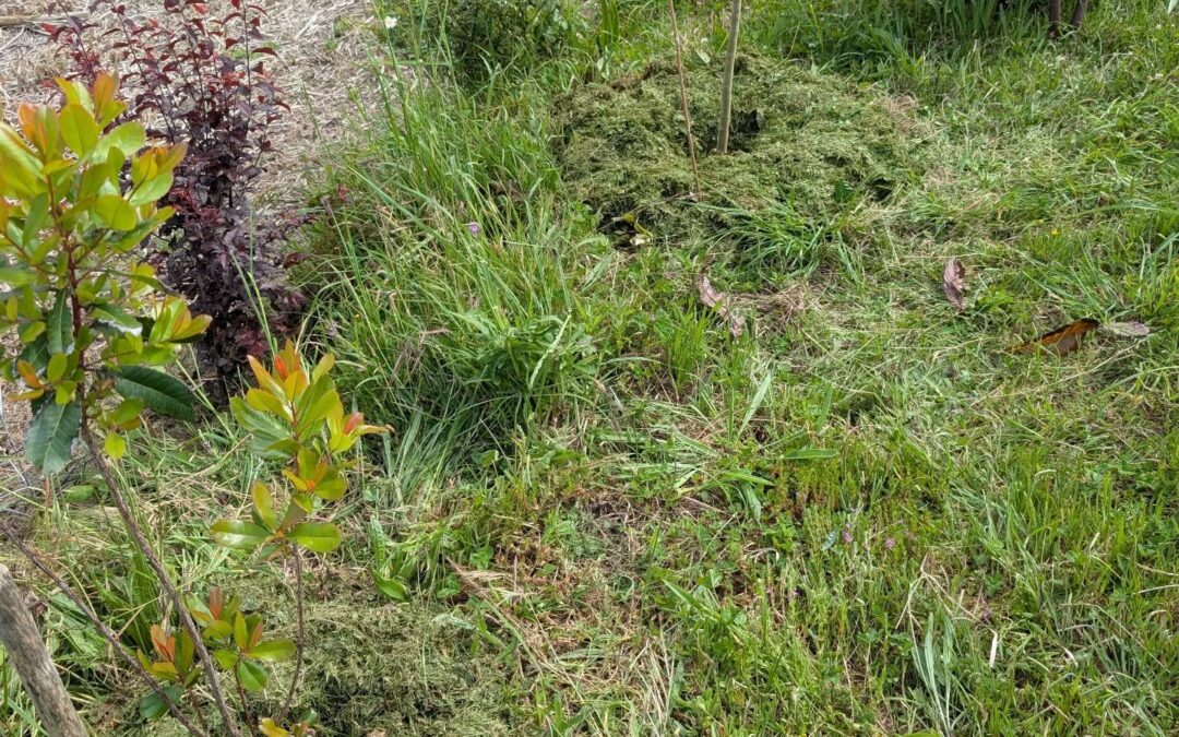 Thickly mulching plants along a particularly poor soil area of the east fence using grass clippings.