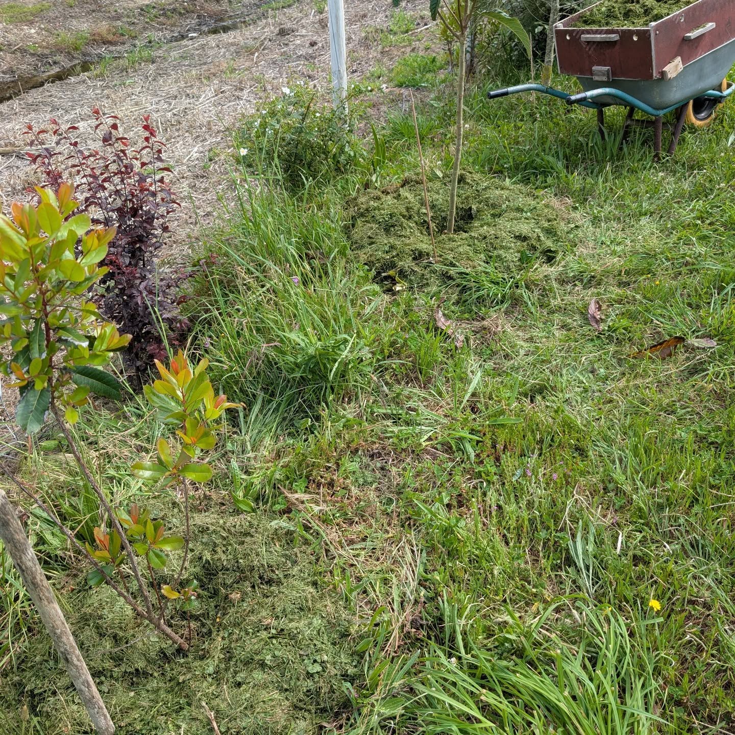 Thickly mulching plants along a particularly poor soil area of the east fence using grass clippings.