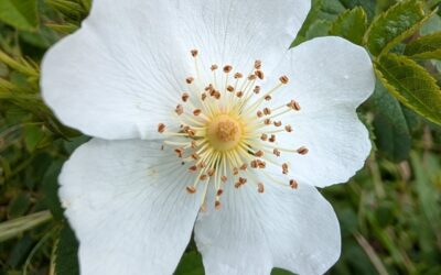 Flowering dog rose.