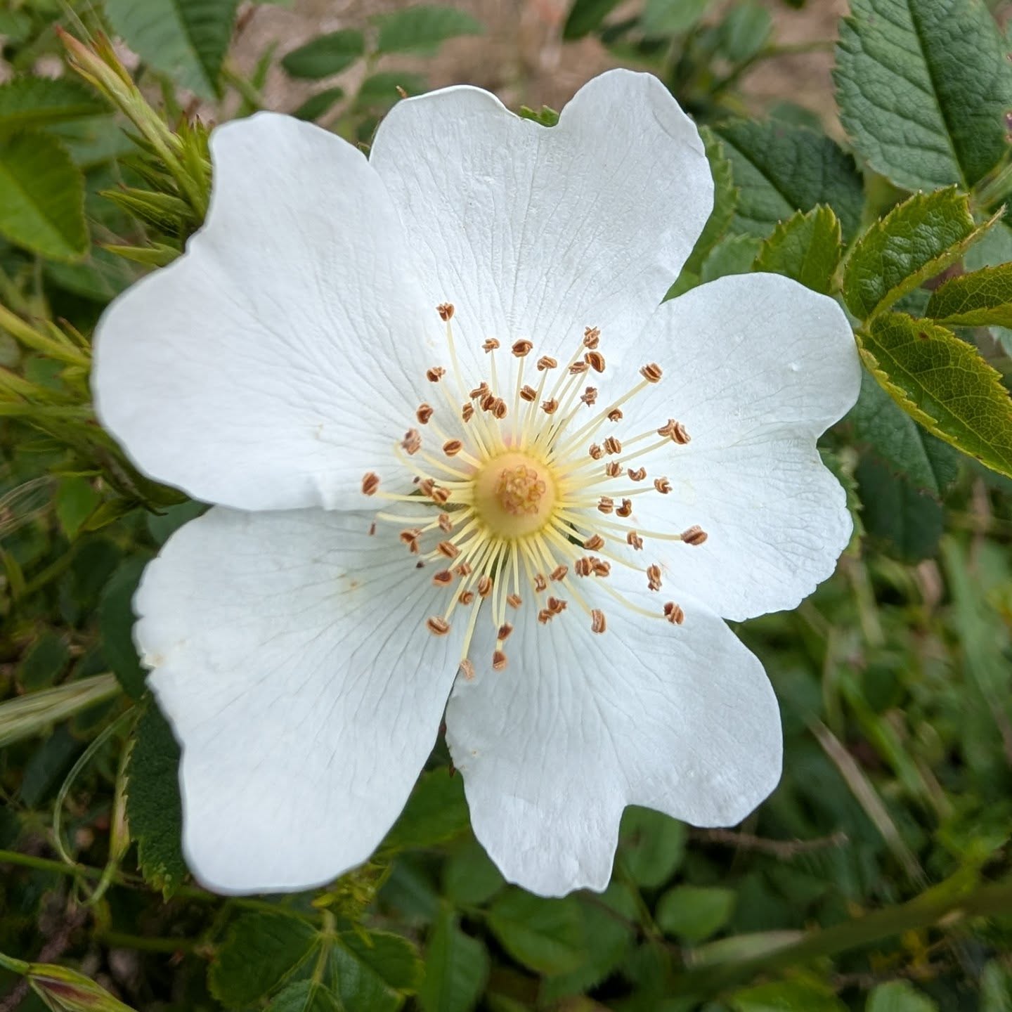 Flowering dog rose.