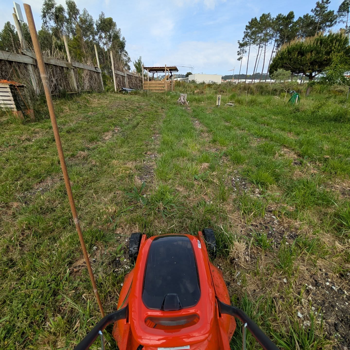 Mowing between the rows in the comfrey patch.