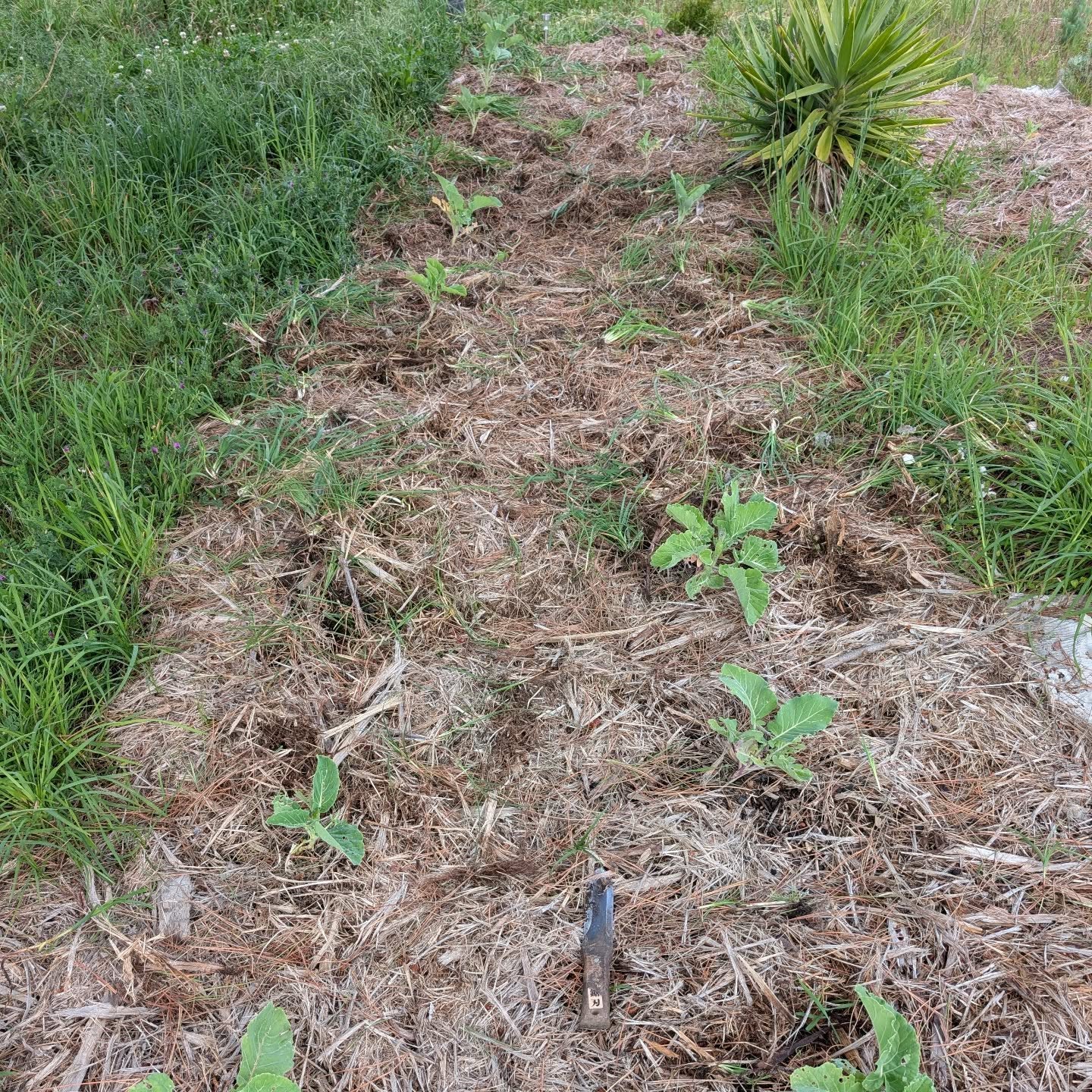 Weeding the tree cabbage (couve galega) patch.