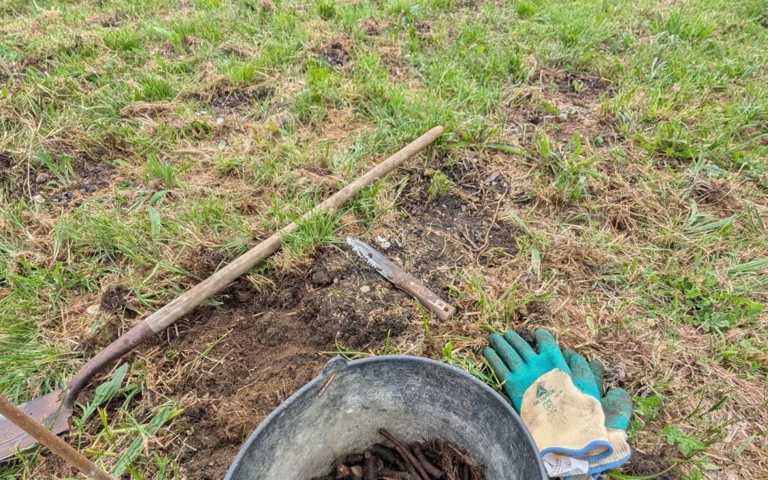 Weeded and filled in the comfrey patch.