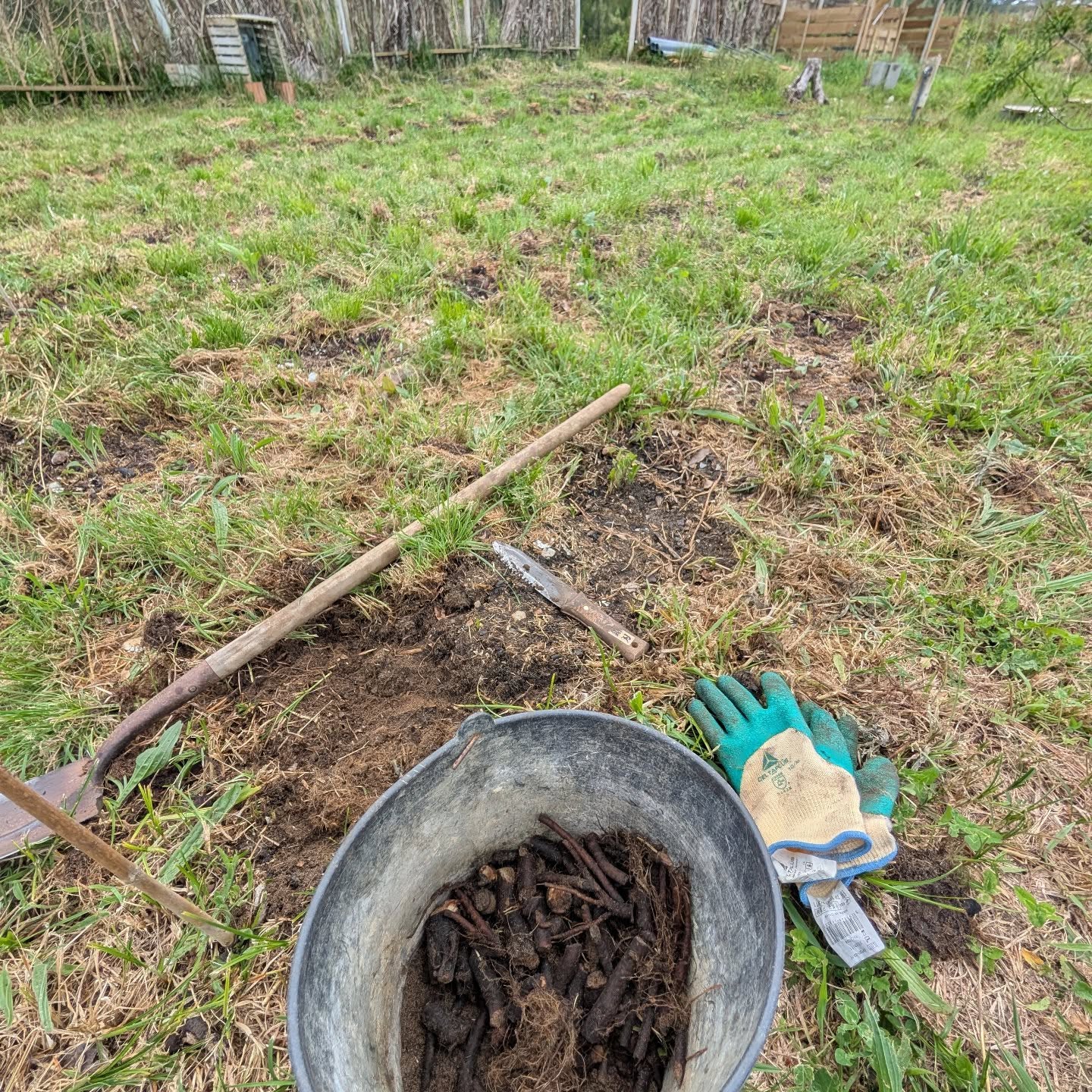 Weeded and filled in the comfrey patch.