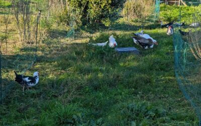 Fresh grass for the birds.