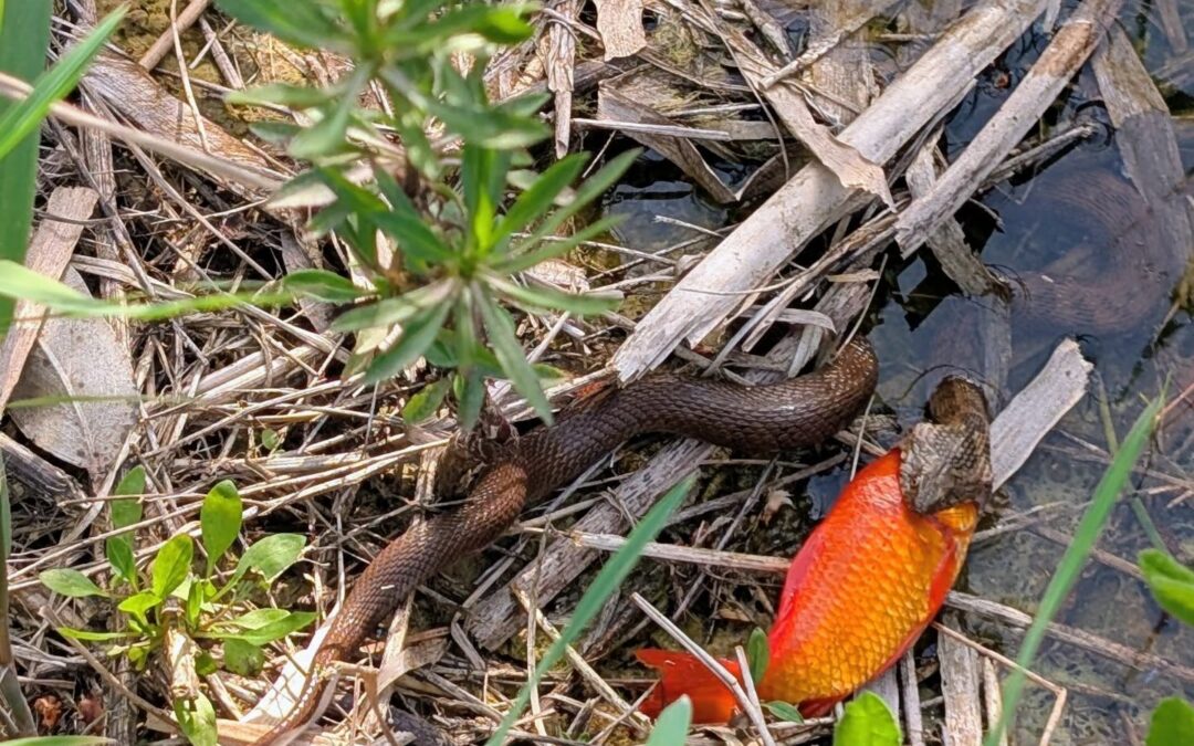 This little snake caught a big fish from the pond. I hope he didn’t choke on it, he was completely still while I took the photo.
