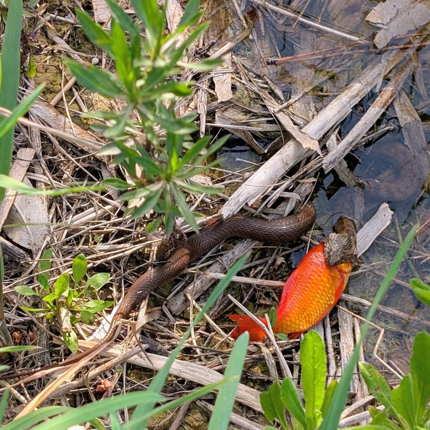This little snake caught a big fish from the pond. I hope he didn’t choke on it, he was completely still while I took the photo.