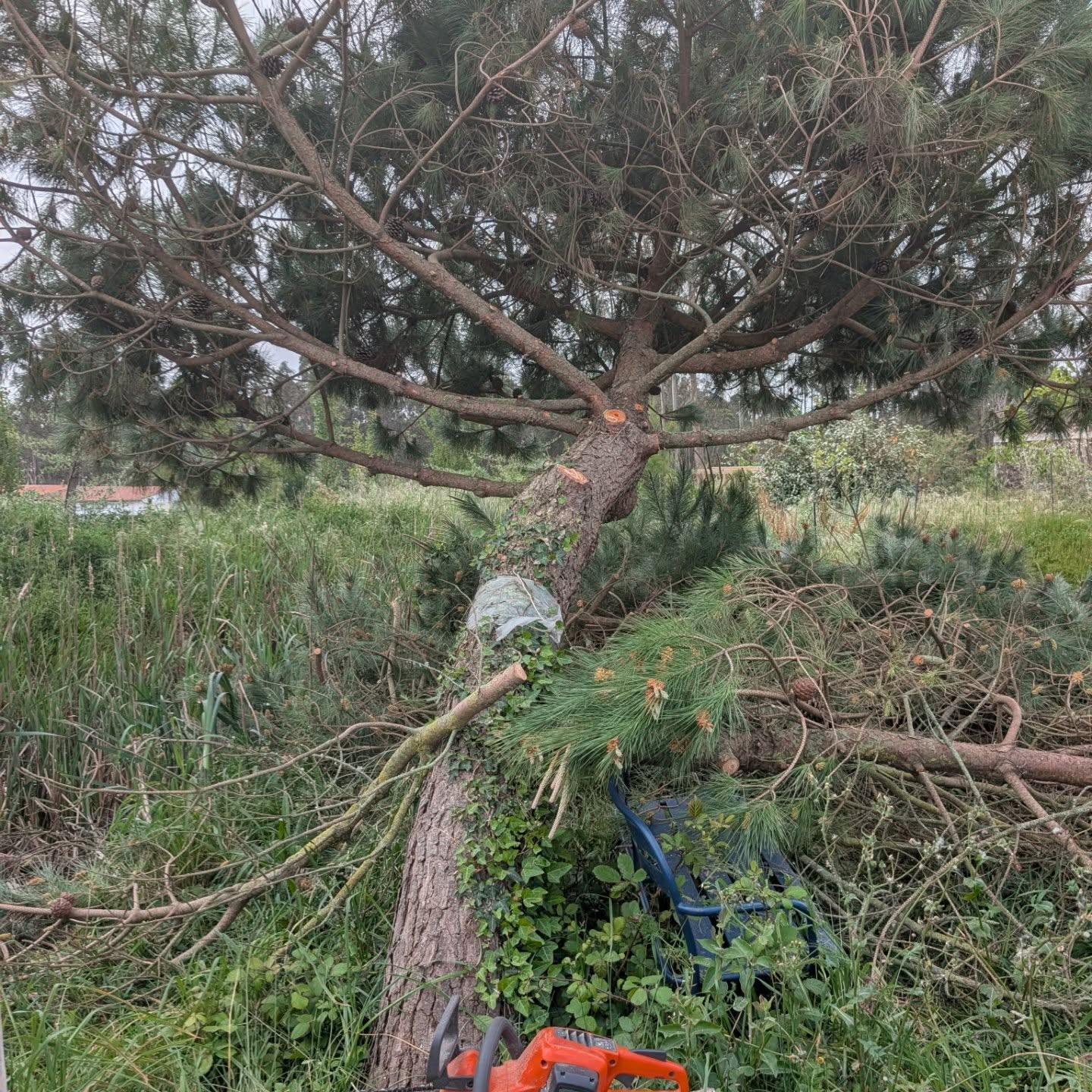 Pruning these two pine trees that ended up seriously leaning after the winter storms.