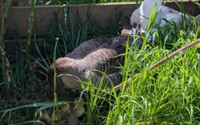 O casal de gansos teve 5 filhos. Toda a família está bem 🥰