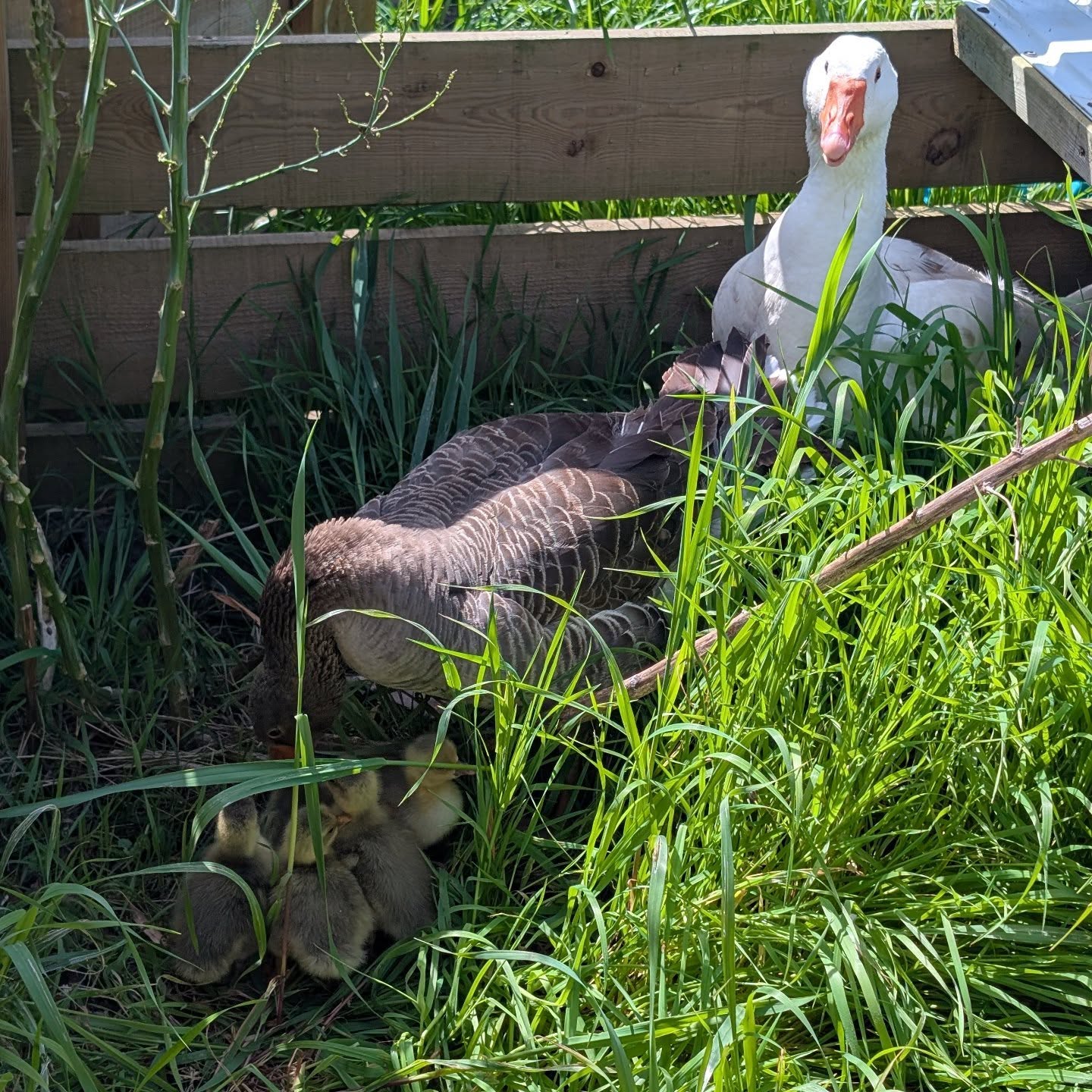O casal de gansos teve 5 filhos. Toda a família está bem 🥰