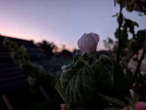flower under the morning dew