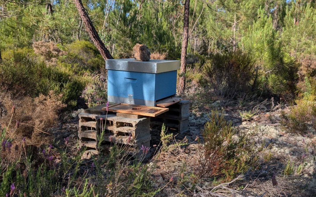 New animal species onsite 🐝