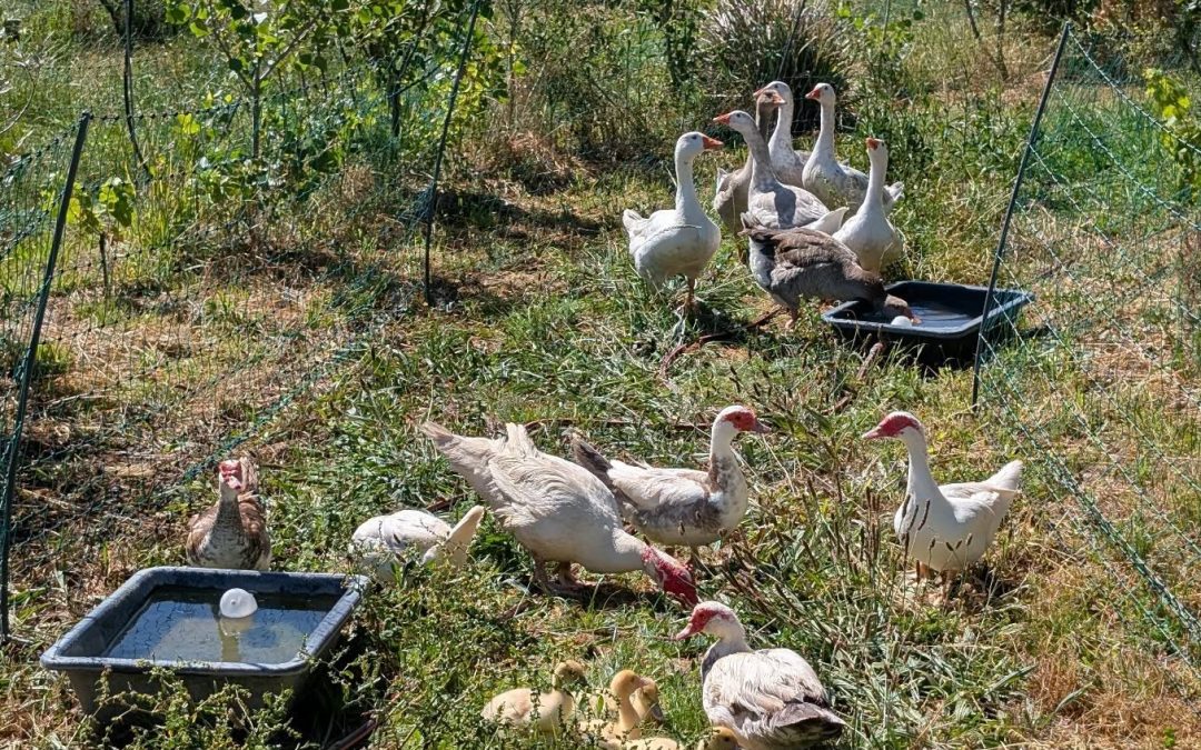 Geese and goslings, momma duck and ducklings, and the adult ducks, all back together in the same strip for easier management.