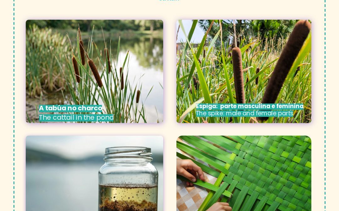 We have cattails growing in our swale, and for a long time I looked at them mostly as “the wetland plant”.