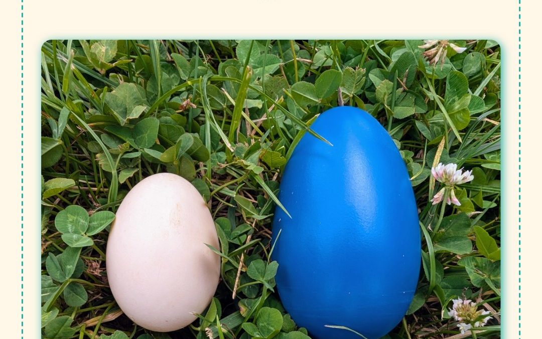 A duck egg in a child’s hand may seem like a small thing.